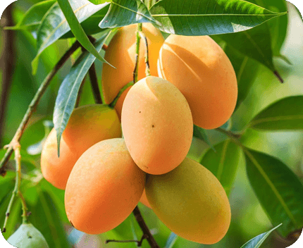 mangoes
